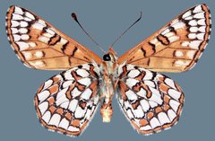 Euphydryas anicia wheeleri