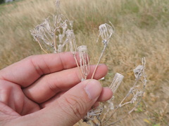 Mentzelia oligosperma
