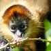 Ornate Spider Monkey - Photo (c) Teague O'Mara, some rights reserved (CC BY-NC-ND)