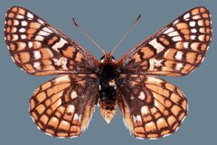 Euphydryas anicia wheeleri