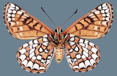 Euphydryas anicia wheeleri