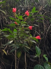 Kohleria trianae