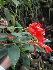 Kohleria trianae