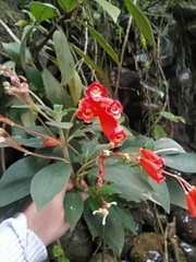Kohleria trianae