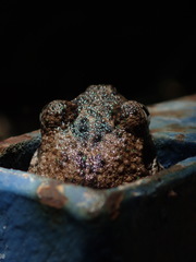 Litoria peronii
