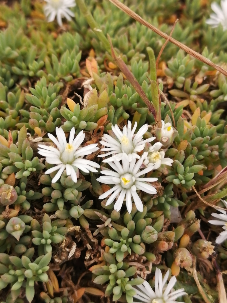 Mesembryanthemum parviflorum Jacq.