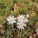 Mesembryanthemum parviflorum - Photo (c) sharndrecoutriers,  זכויות יוצרים חלקיות (CC BY-SA), הועלה על ידי sharndrecoutriers