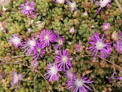 Disphyma dunsdonii