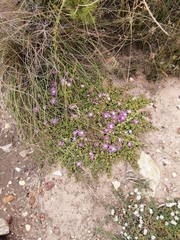Disphyma dunsdonii