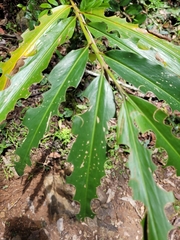 Alpinia arundelliana
