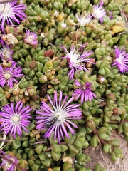 Disphyma dunsdonii
