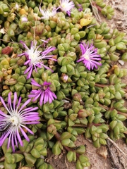 Disphyma dunsdonii
