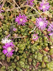 Disphyma dunsdonii