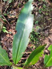 Alpinia caerulea