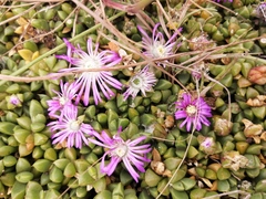 Disphyma dunsdonii