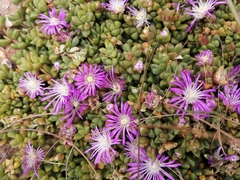 Disphyma dunsdonii