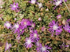 Disphyma dunsdonii
