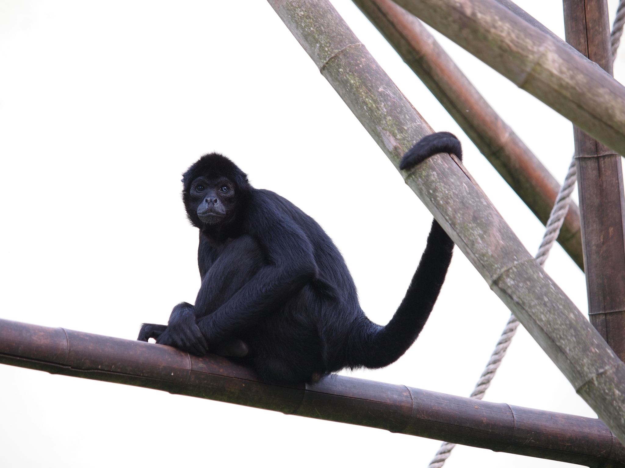 Imagens da vida animal: Macaco-aranha-da-Colômbia (Ateles fusciceps  robustus)