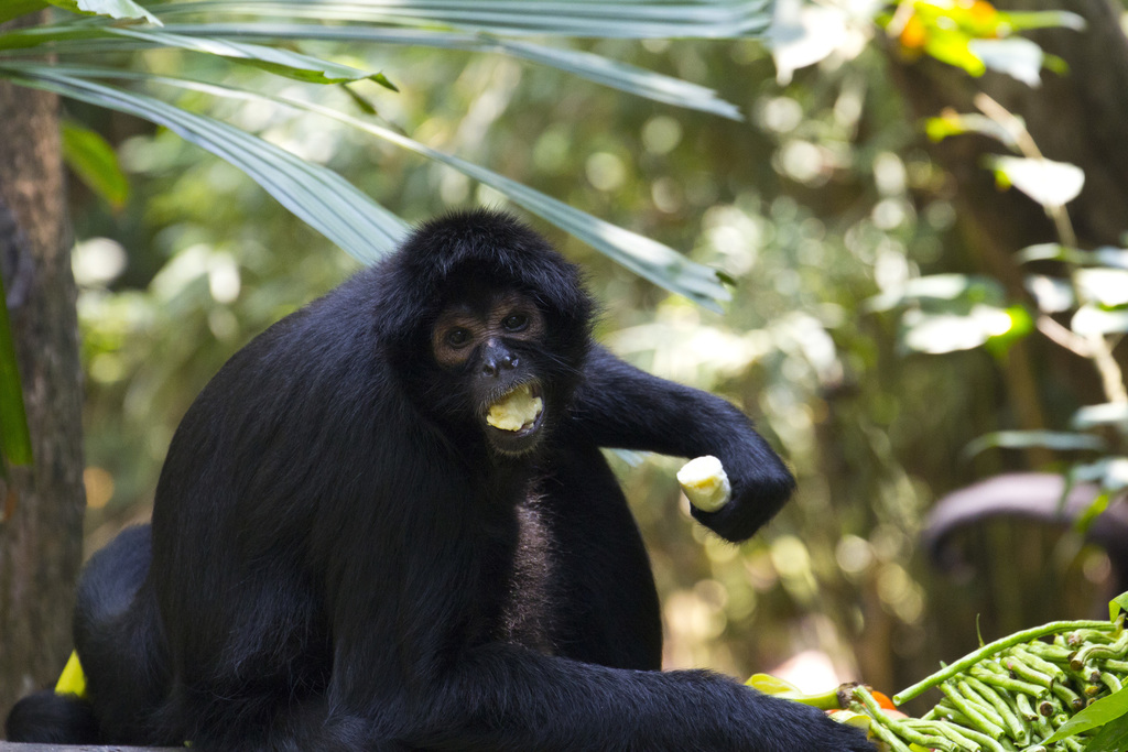 Imagens da vida animal: Macaco-aranha-da-Colômbia (Ateles fusciceps  robustus)