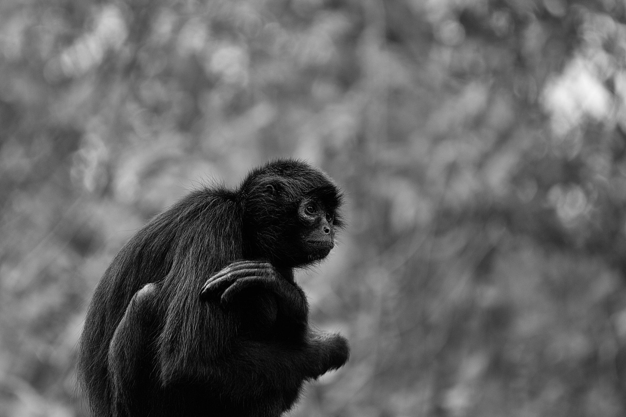 Imagens da vida animal: Macaco-aranha-da-Colômbia (Ateles fusciceps  robustus)