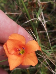 Tritonia deusta miniata