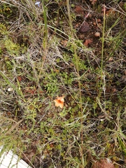 Tritonia deusta miniata