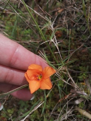 Tritonia deusta miniata