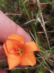 Tritonia deusta miniata