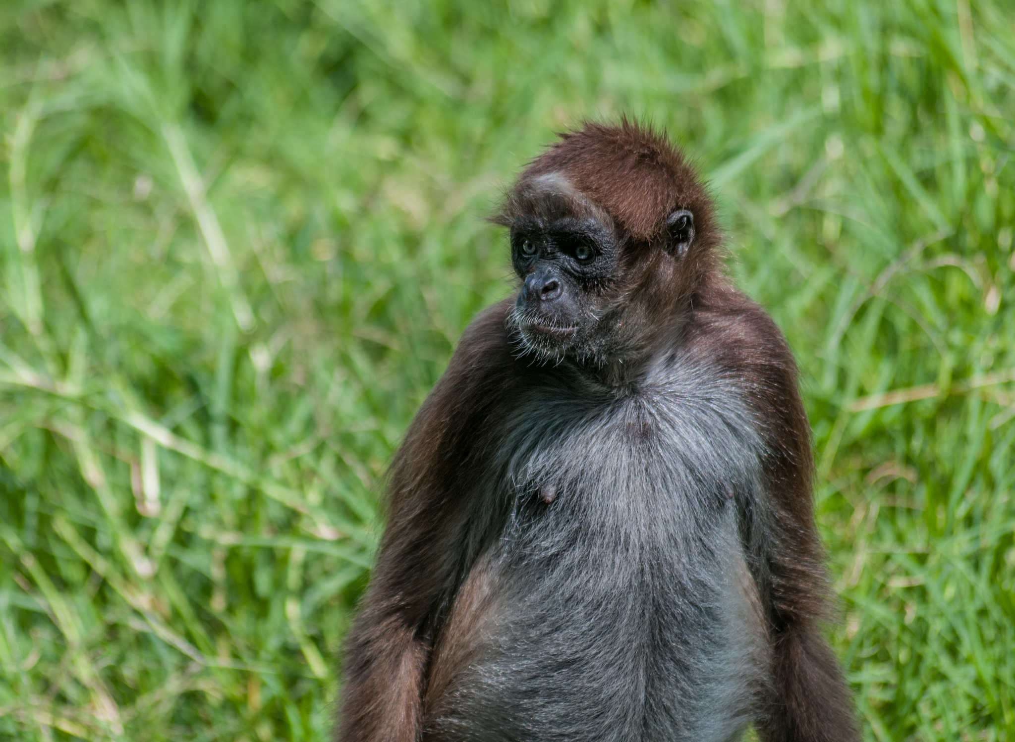 Macaco-aranha-marrom - Wikiwand