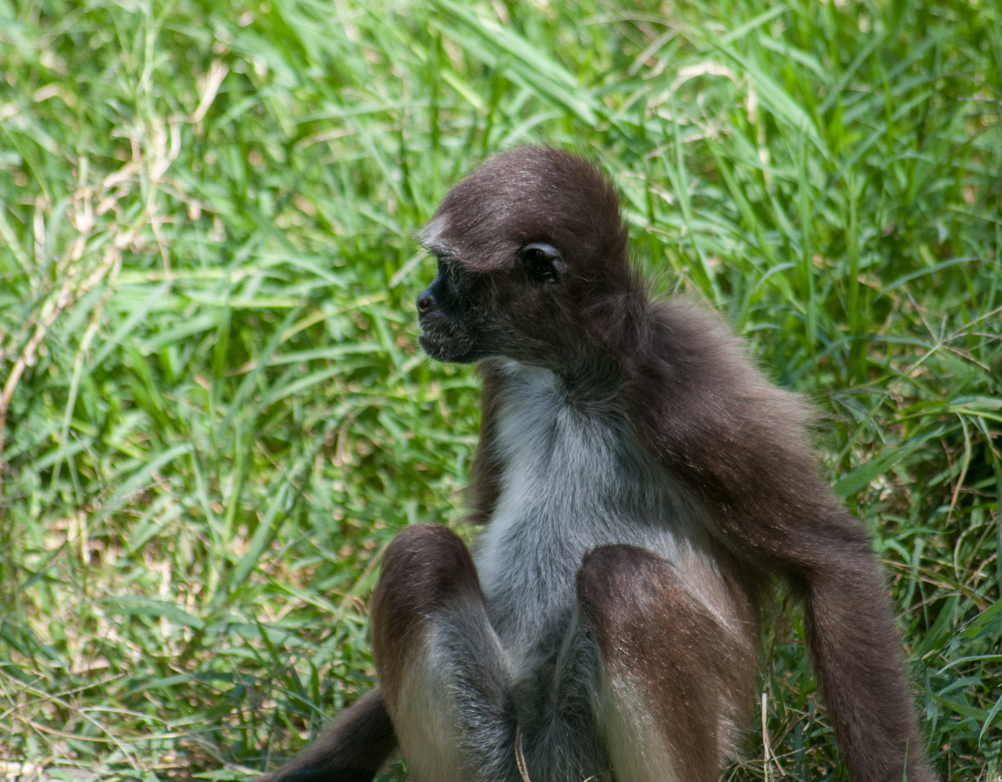 Macaco-aranha-marrom - Wikiwand