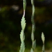 Tall Wheat Grass - Photo (c) Michael Keogh, some rights reserved (CC BY-NC-SA), uploaded by Michael Keogh