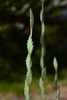 Tall Wheat Grass - Photo (c) Michael Keogh, some rights reserved (CC BY-NC-SA), uploaded by Michael Keogh