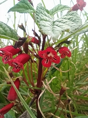 Kohleria inaequalis ocellata