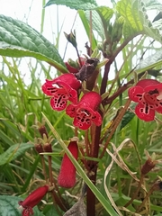 Kohleria inaequalis ocellata