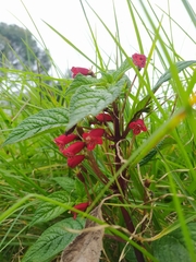 Kohleria inaequalis ocellata