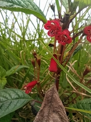 Kohleria inaequalis ocellata