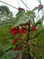 Kohleria inaequalis ocellata