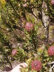 Leucadendron linifolium × modestum