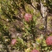 Leucadendron linifolium × modestum - Photo (c) sharndrecoutriers, algunos derechos reservados (CC BY-SA), uploaded by sharndrecoutriers