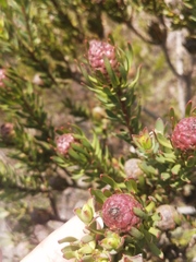 Leucadendron linifolium × modestum