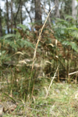 Dichelachne sieberiana
