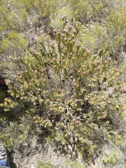 Leucadendron linifolium × modestum