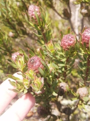 Leucadendron linifolium × modestum