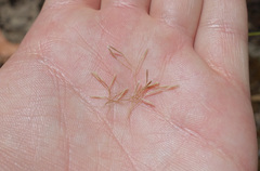 Dichelachne sieberiana