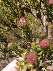 Leucadendron linifolium × modestum