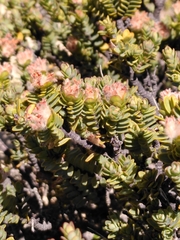 Pimelea traversii traversii