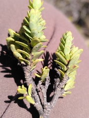 Pimelea traversii traversii