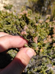 Pimelea traversii traversii