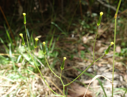 Image of Senecio prenanthoides by (c) yatesy, some rights reserved (CC BY)