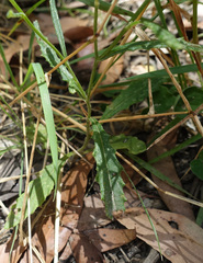 Senecio prenanthoides